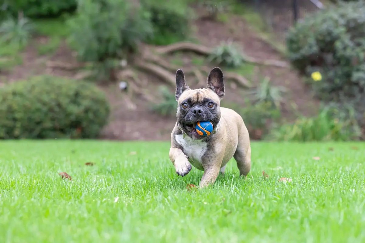Chuckit! Ultra Squeaker Ball Dog Fetch Toy, Small 2in (5cm), 1 Pack | Durable Rubber for Fetch & Play - view 5