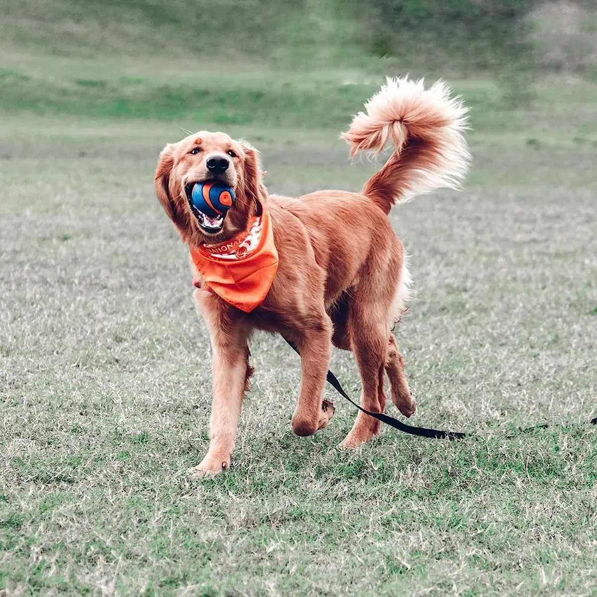 Chuckit! Ultra Squeaker Ball Dog Fetch Toy, Large 7.6cm (3in) | High Bounce Rubber for Big Breeds - view 2
