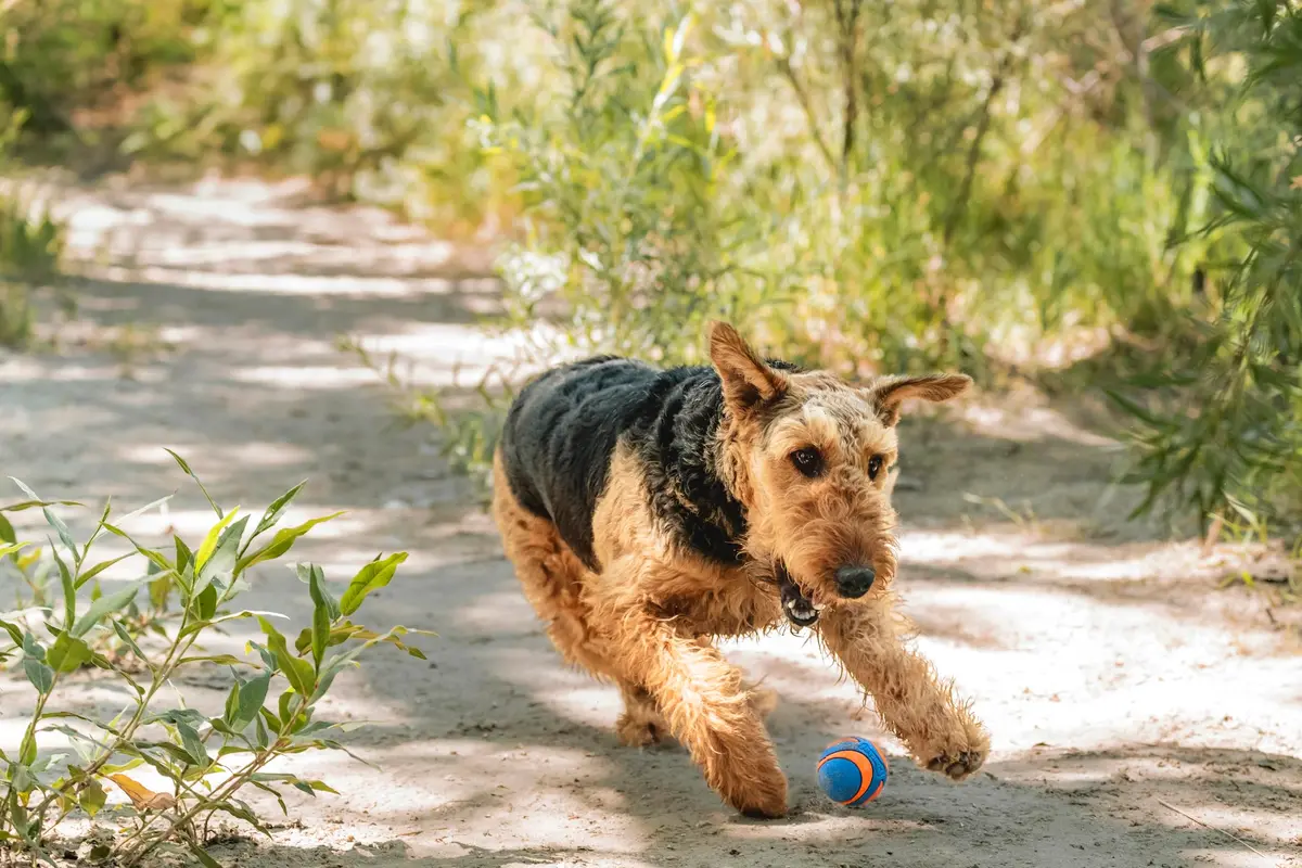 Chuckit! Ultra Squeaker Ball Fetch Toy Medium 7.6 cm (3 in) | Durable Natural Rubber Dog Toy - view 3