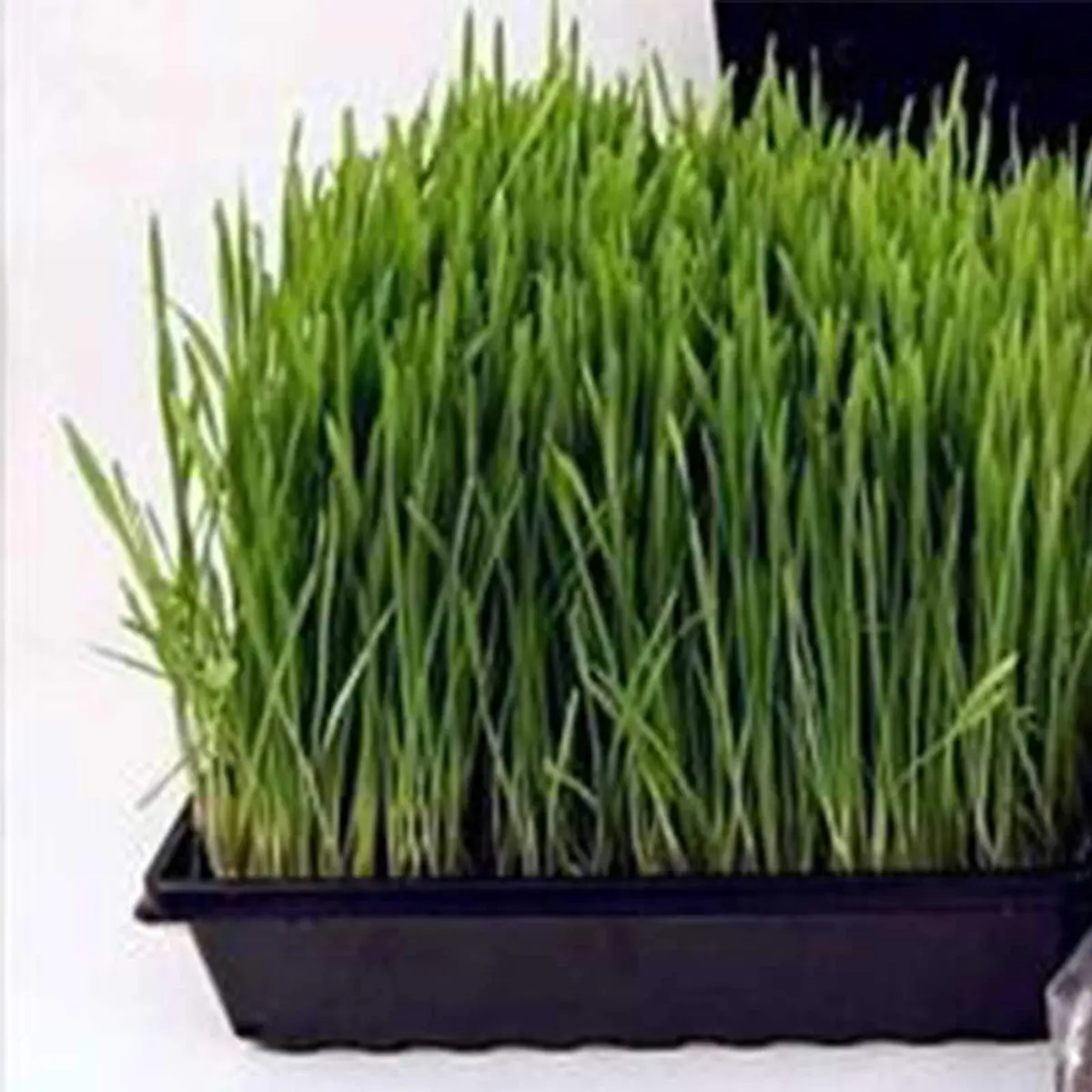 Living Whole Foods Plant Germination Drip Trays - Pack of 100-10" by 10" Black Plastic Reusable Trays for Seedlings & Microgreens - view 2