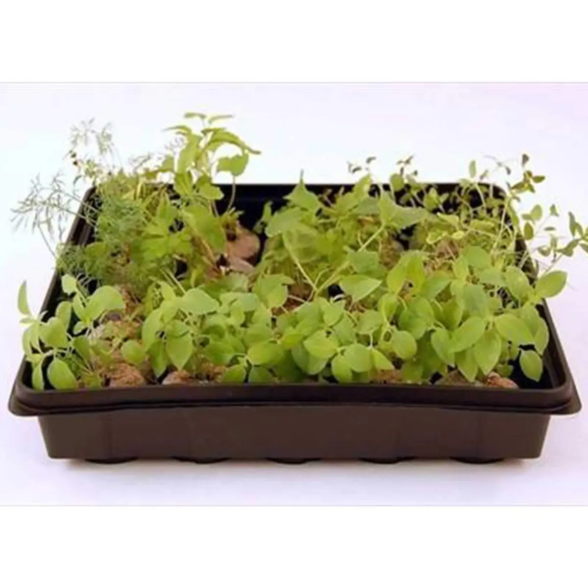 Living Whole Foods Plant Germination Drip Trays - Pack of 100-10" by 10" Black Plastic Reusable Trays for Seedlings & Microgreens - view 3