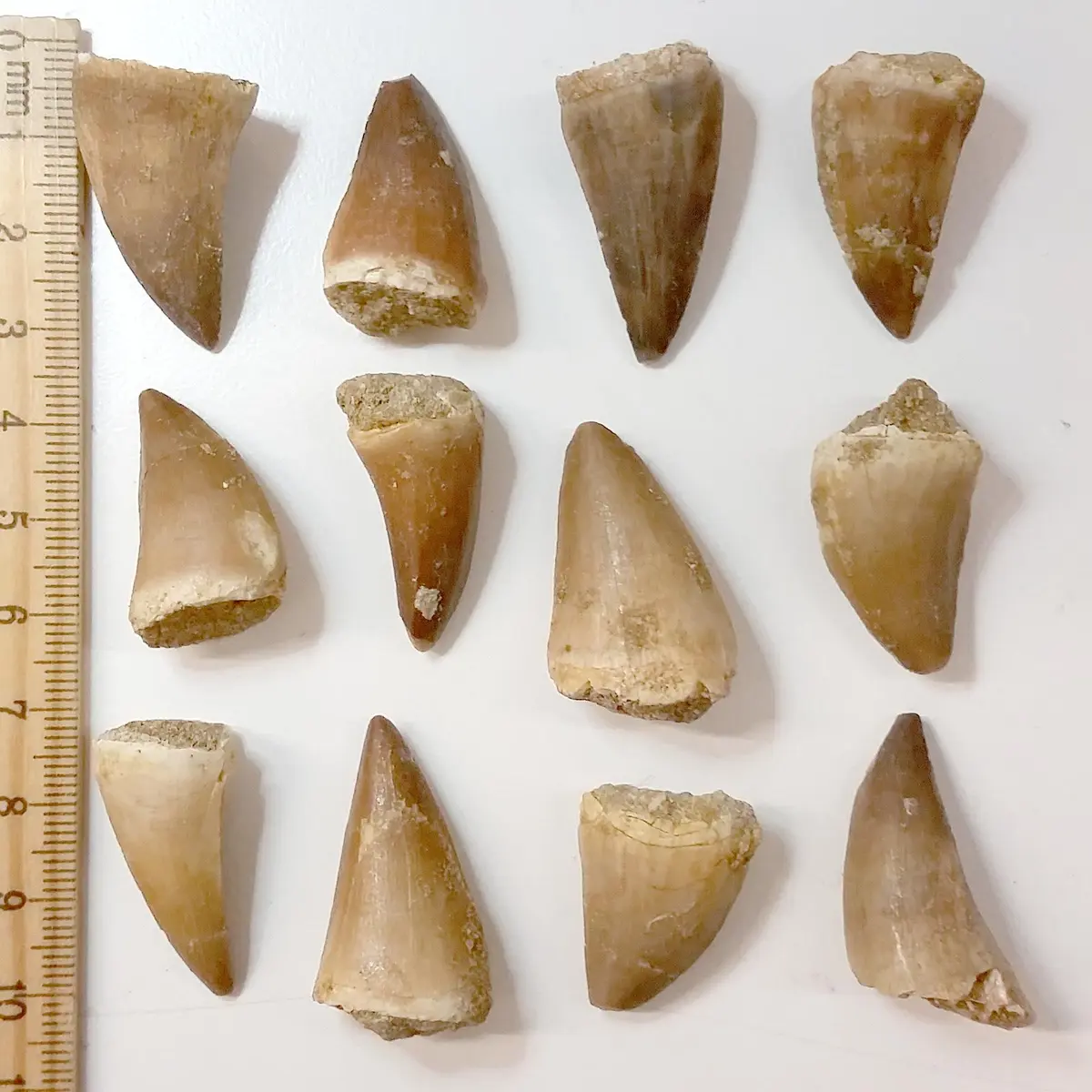 Beverly Oaks Mosasaurus Tooth in Display Case | Genuine Dinosaur Fossil from Late Cretaceous Period - main product image