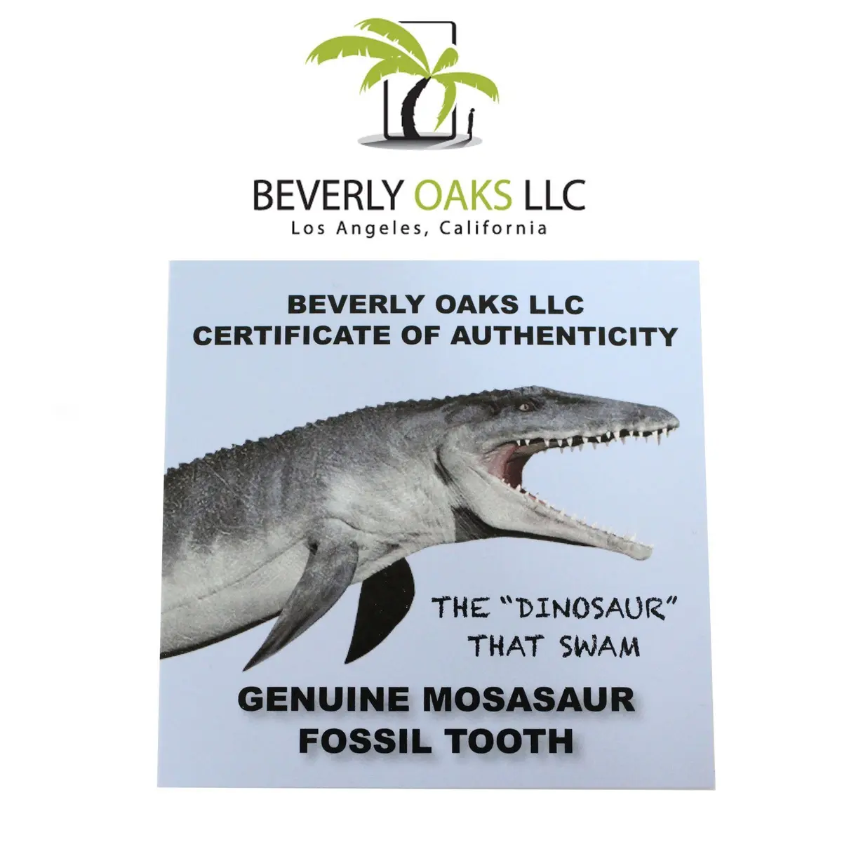 Beverly Oaks Mosasaurus Tooth in Display Case | Genuine Dinosaur Fossil from Late Cretaceous Period - view 2
