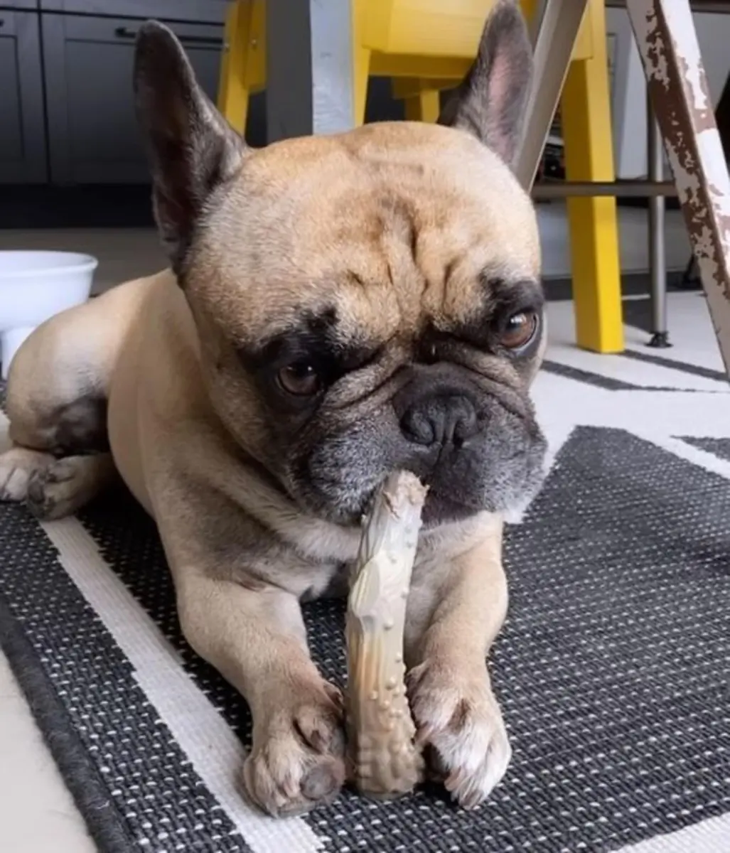 Nylabone Power Chew Antler Alternative Nylon Chew Toy for Dogs, Large, Venison Flavor | Durable & Safe Chew for Aggressive Dogs - view 2