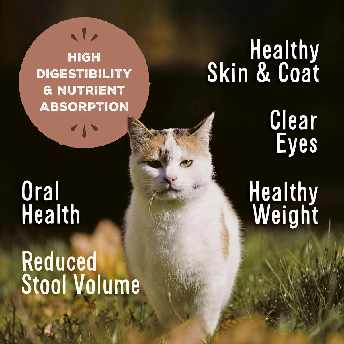 Primal Freeze Dried Raw Cat Food Nuggets, Pork, 5.5 oz | Complete & Balanced Nutrition for Cats - view 3