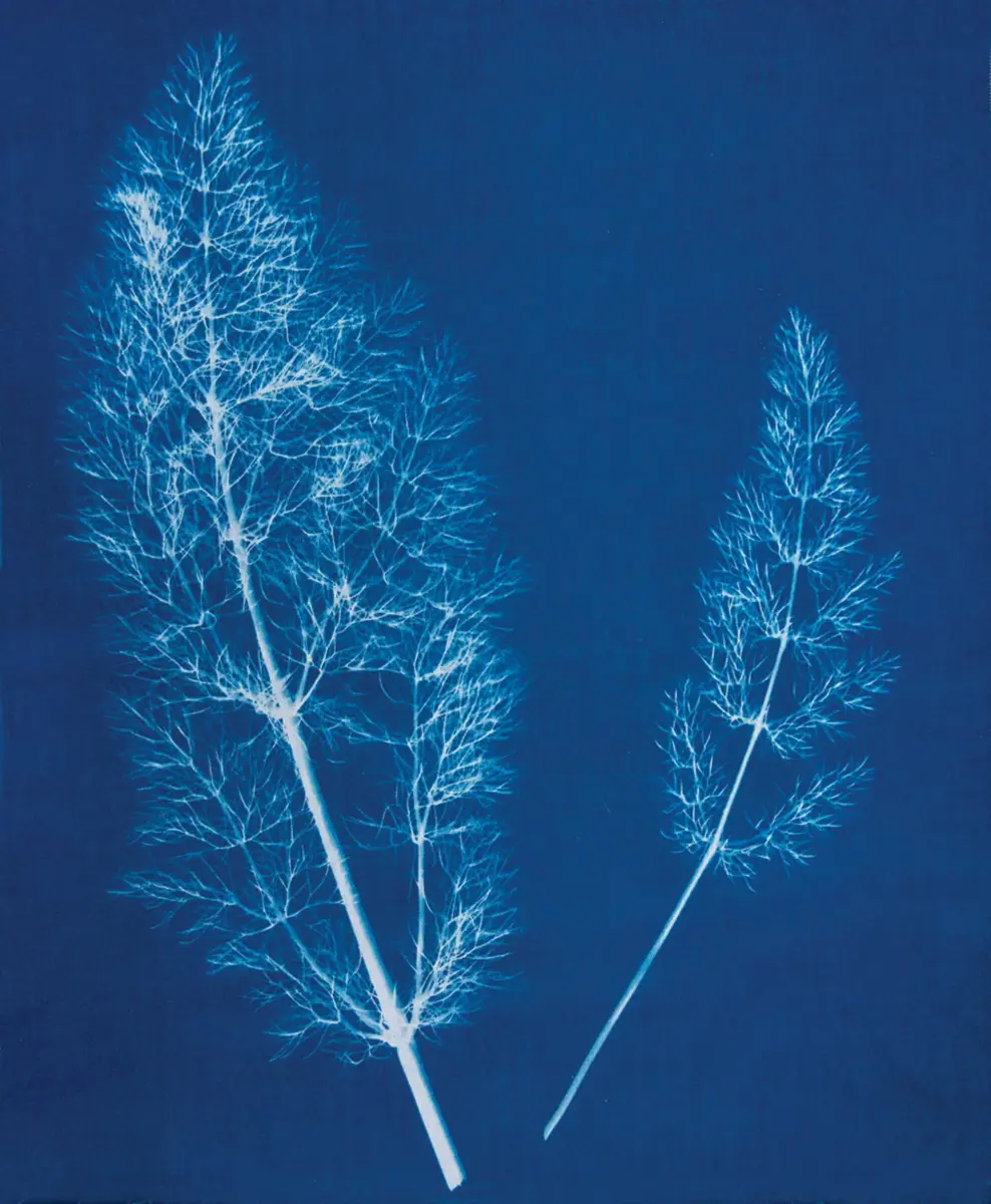 Jacquard Cyanotype Sensitizer Set | Ancient Photographic Process for Paper & Fabric Prints - view 8