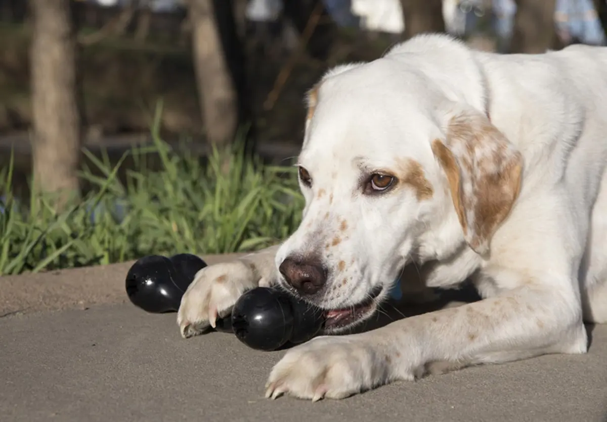 KONG Extreme Goodie Bone Dog Toy, Large, 8.5" (21.6 cm) | Durable Natural Rubber for Power Chewers - view 2
