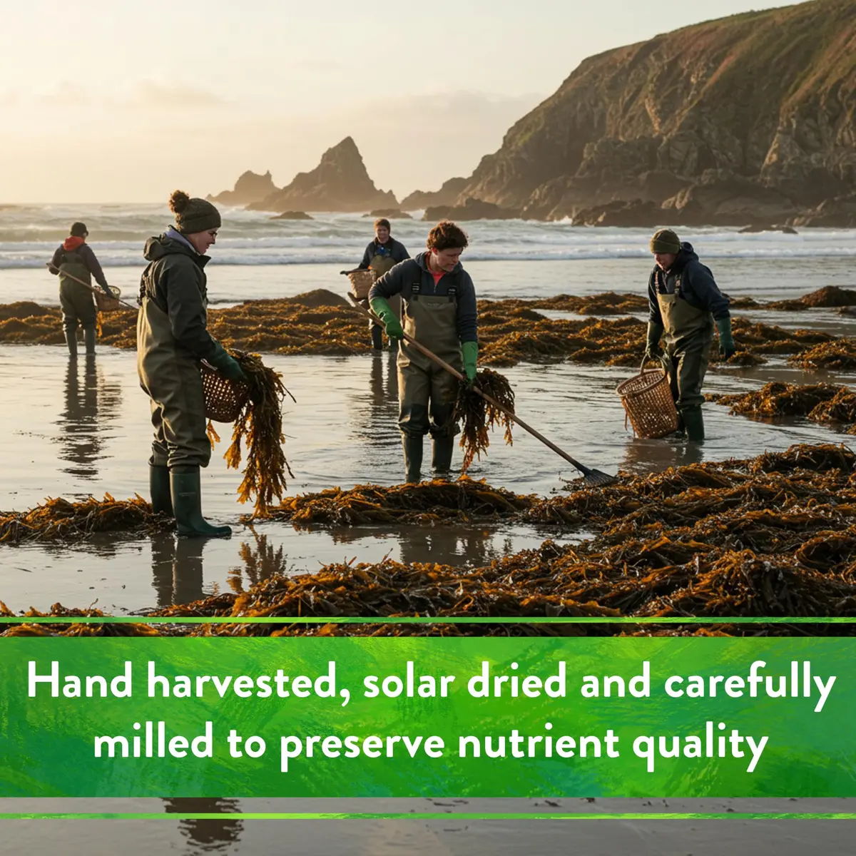 Down To Earth All Natural Fertilizers Organic Kelp Meal 0.5 lb | Supports Organic Gardens & Soil Health - view 7
