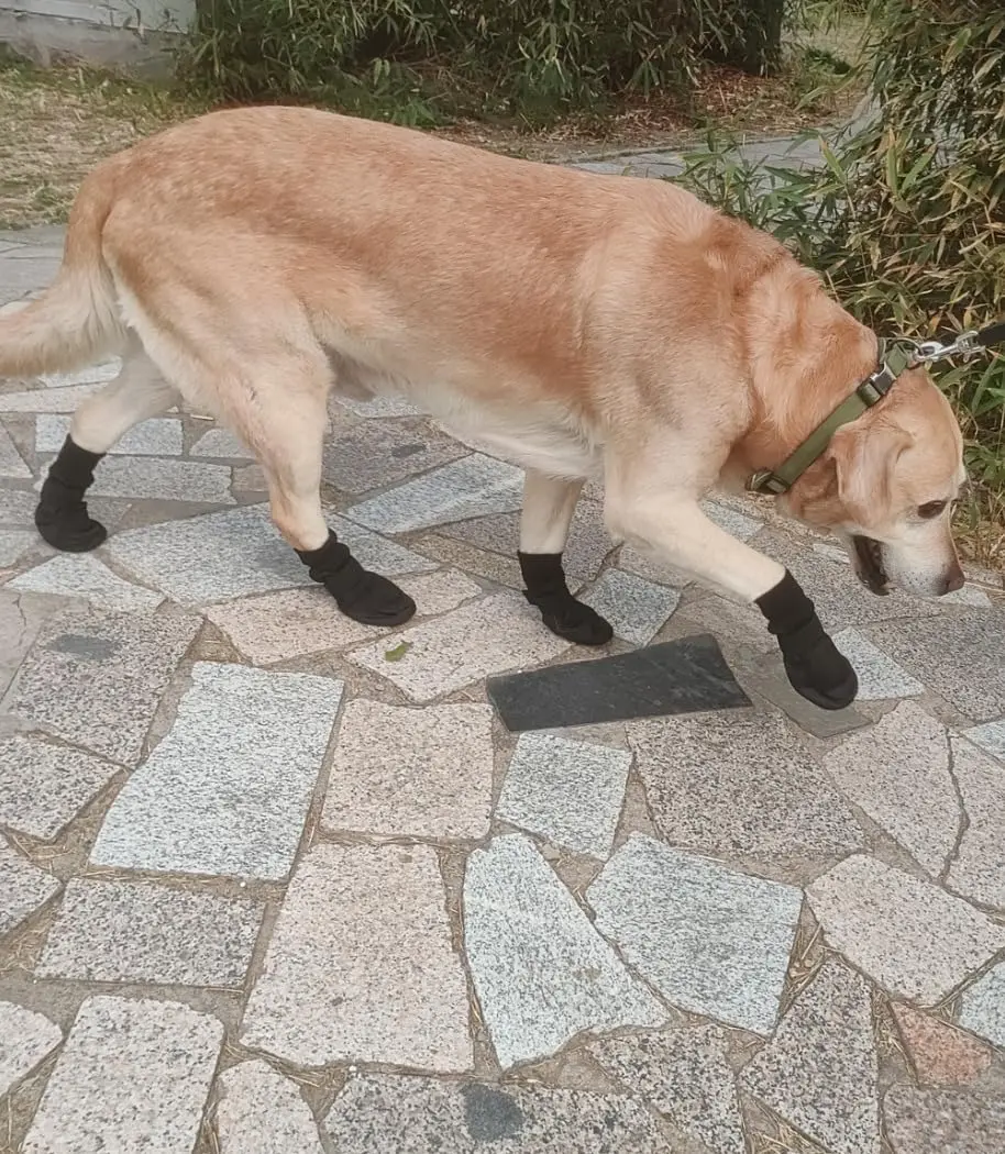 LONSUNEER Paw Protector Dog Boots X-Large | Breathable, Nonslip & Soft Soles for Daily Walks - main product image