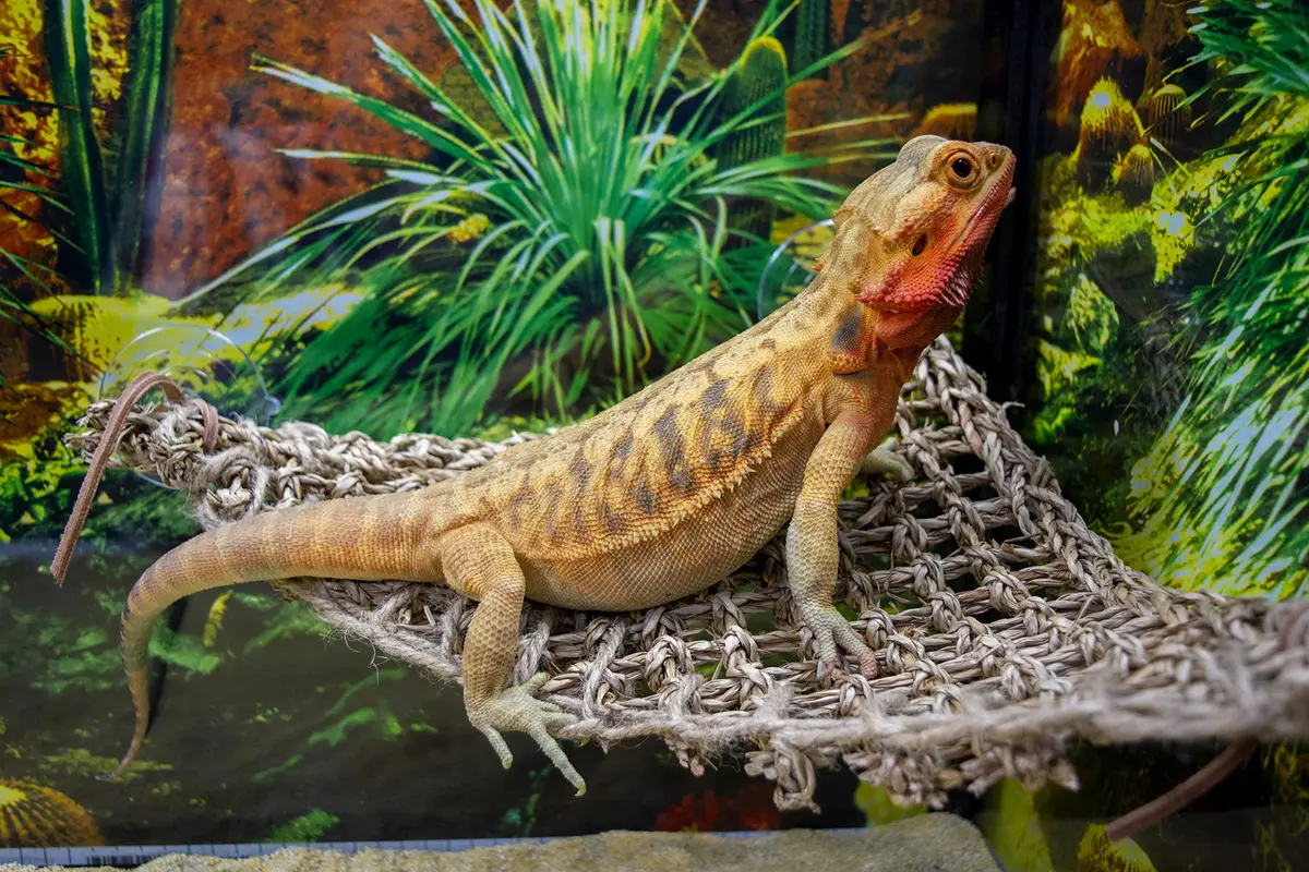Penn-Plax Reptology Lizard Lounger Corner Triangle 38cm (15") | Natural Seagrass Fiber Perch for Reptiles - view 4