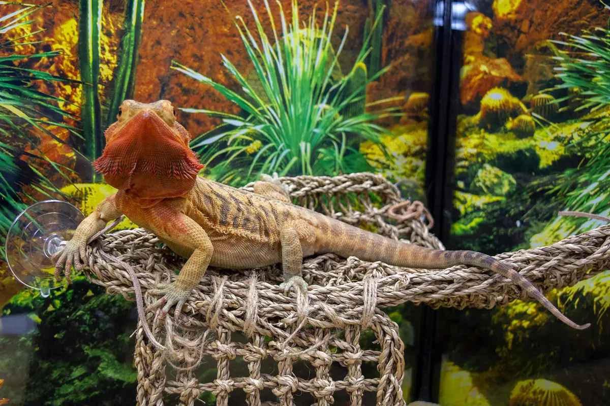 Penn-Plax Reptology Lizard Lounger Corner Triangle with Ladder, Large 45.7cm (18") x 27.9cm (11") | Natural Seagrass Fiber for Reptiles - view 8