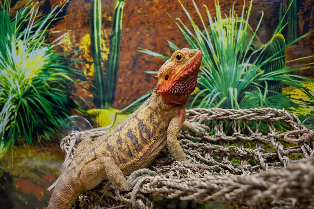Penn-Plax Reptology Lizard Lounger Corner Triangle with Ladder, Large 45.7cm (18") x 27.9cm (11") | Natural Seagrass Fiber for Reptiles - view 2