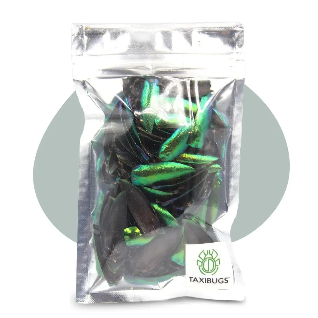 Angelwing Jewel Beetle Elytra Green Wings 200 Pcs | Natural Taxidermy Jewelry Supplies - main product image