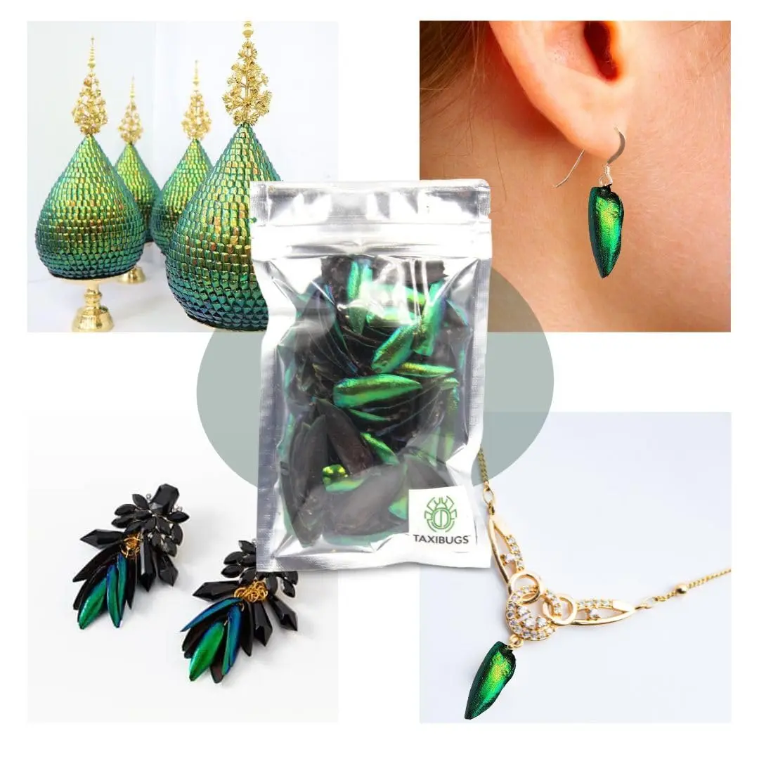 Angelwing Jewel Beetle Elytra Green Wings 200 Pcs | Natural Taxidermy Jewelry Supplies - view 5