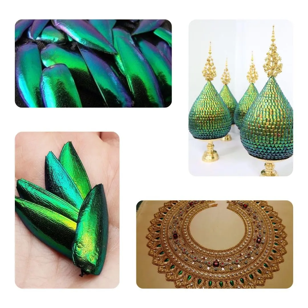 Angelwing Jewel Beetle Elytra Green Wings 200 Pcs | Natural Taxidermy Jewelry Supplies - view 6