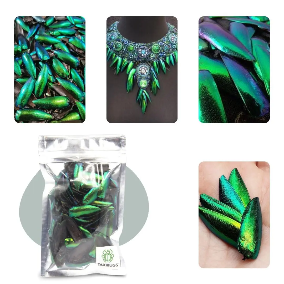 Angelwing Jewel Beetle Elytra Green Wings 200 Pcs | Natural Taxidermy Jewelry Supplies - view 7