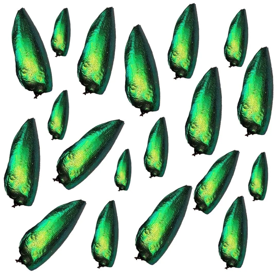 Angelwing Jewel Beetle Elytra Green Wings 200 Pcs | Natural Taxidermy Jewelry Supplies - view 2