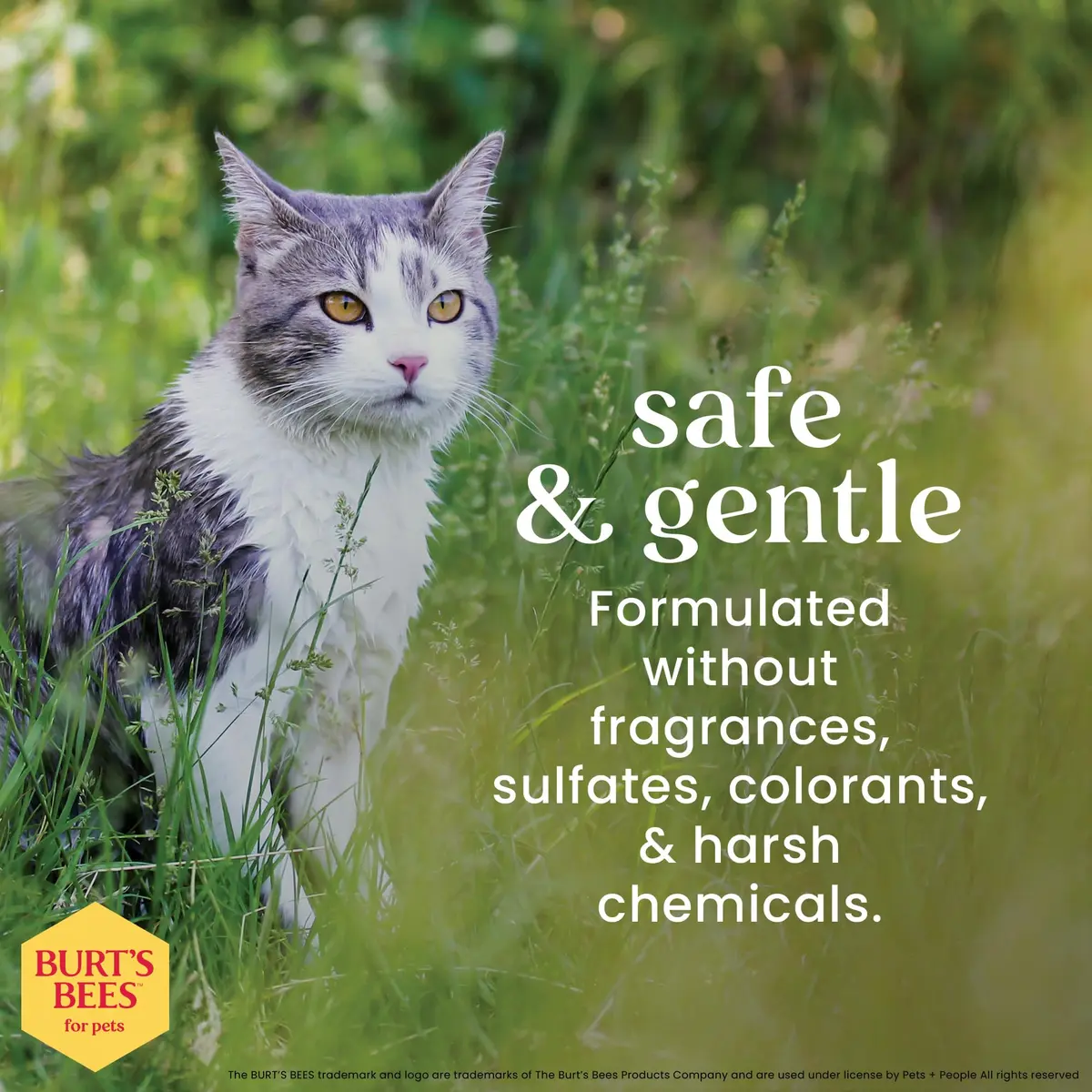 Burt's Bees for Pets Waterless Cat Shampoo Spray 296ml (10 Fl Oz) | Gentle No-Rinse Formula for Cats - view 4