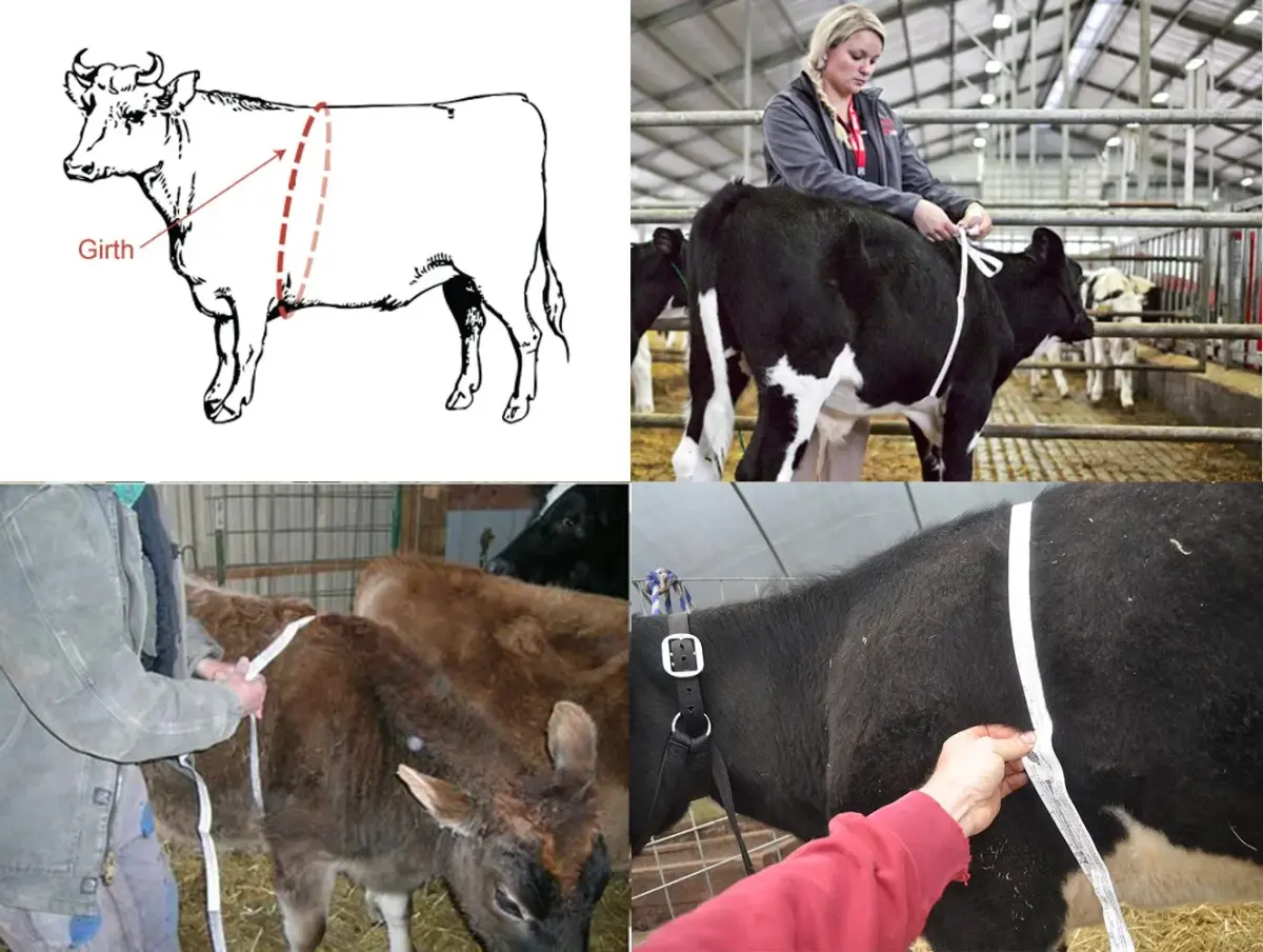 WIN TAPE Professional Cattle Weight (KG) & Height (CM) Tape Measure | Accurate Livestock Measurement - view 5