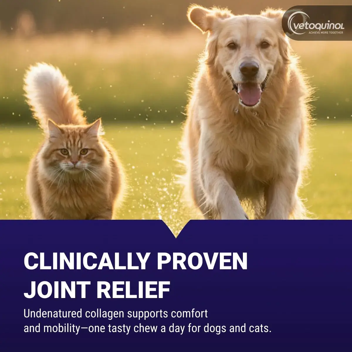 Vetoquinol Flexadin Advanced Hip and Joint Supplement for Dogs & Cats, 60 Chews | Clinically Proven Vet-Approved Formula - view 2