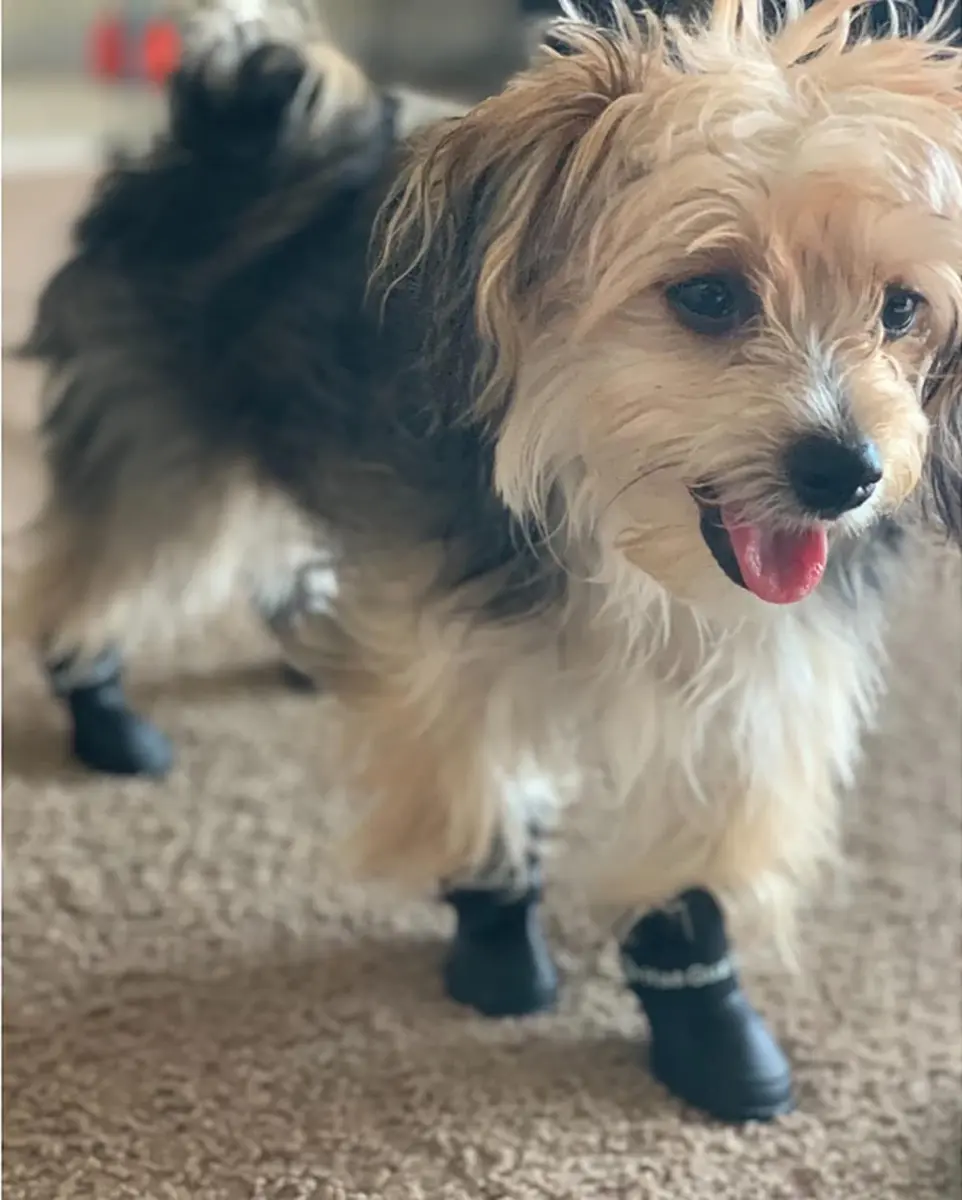 Cdycam Black Rubber Dog Paw Protectors | Waterproof Anti-Slip Rain Boots for Small to Large Paws (XL: 7.6cm L x 6.1cm W) - view 6