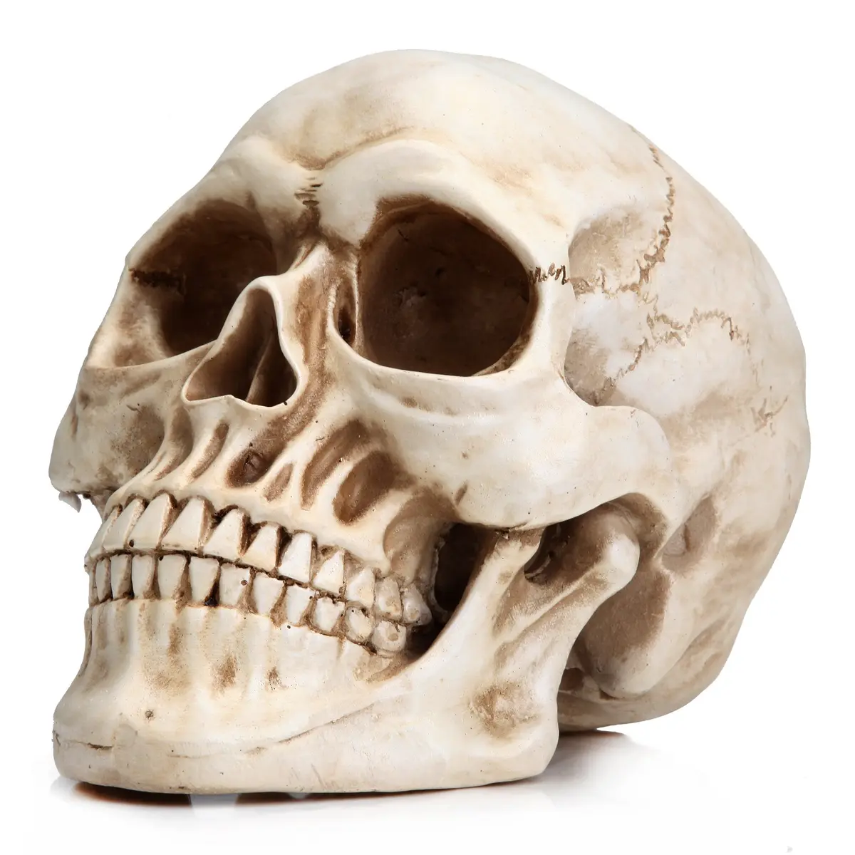 READAEER Halloween Skull Head, Life Size Resin Skull, Large Size Adult Skull Model for Home Decoration, Halloween Skull Statue (White) - main product image