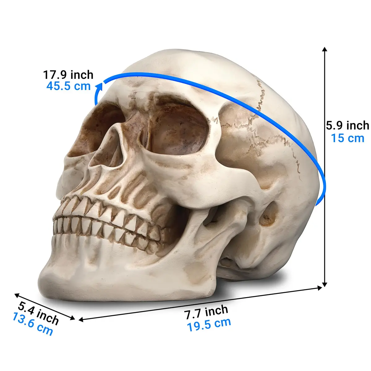 READAEER Halloween Skull Head, Life Size Resin Skull, Large Size Adult Skull Model for Home Decoration, Halloween Skull Statue (White) - view 2