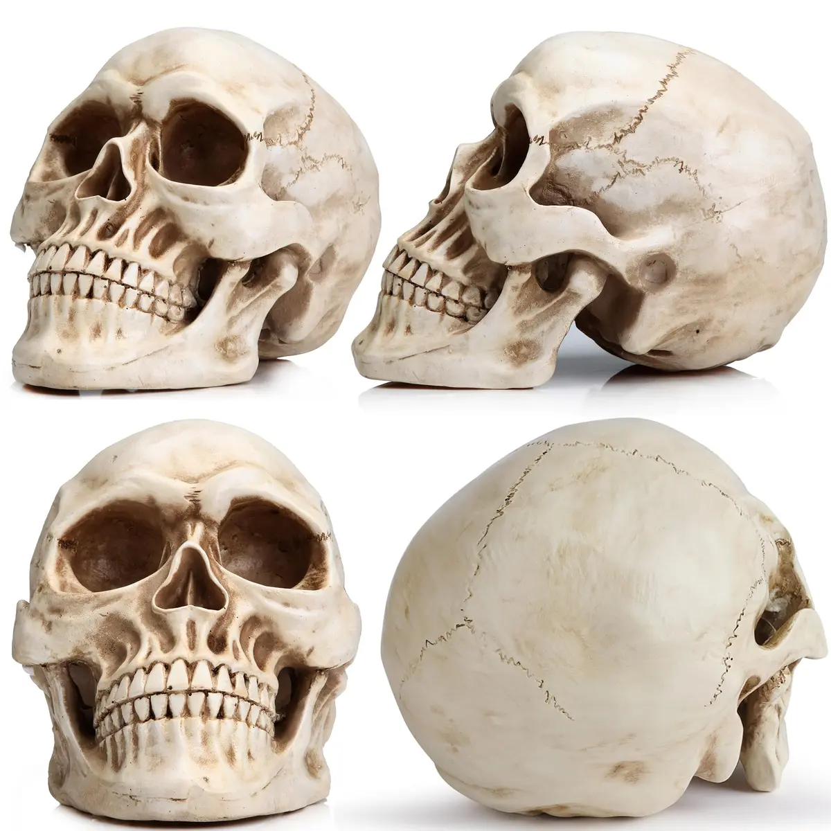 READAEER Halloween Skull Head, Life Size Resin Skull, Large Size Adult Skull Model for Home Decoration, Halloween Skull Statue (White) - view 3