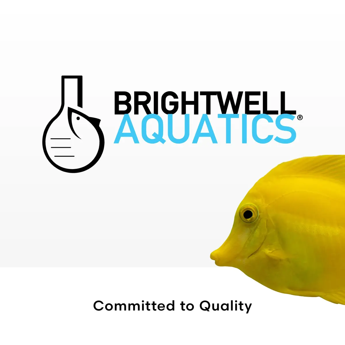 Brightwell Aquatics MicroBacter Clean Marine Aquarium Cleaner Aid, 500 ml | Natural bacterial solution for healthy aquariums - view 7