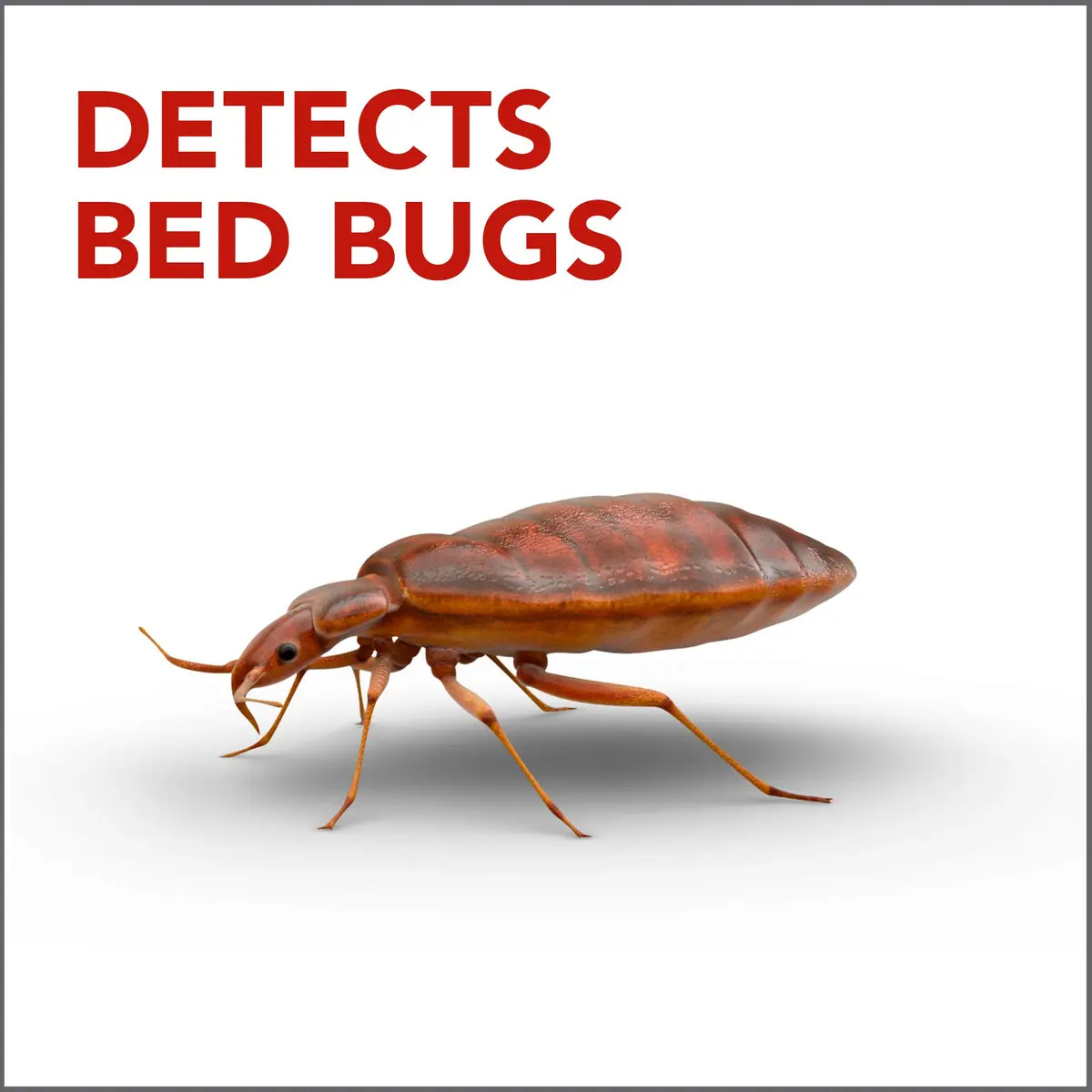 Raid Bed Bug Detector & Trap 8 Count | Early Detection & Monitoring for Home or Travel - view 2