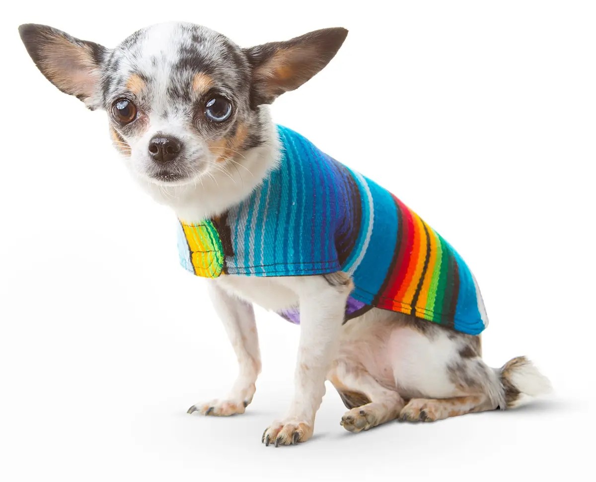 Baja Ponchos Handmade Dog Poncho Large | Unique Mexican Blanket Dog Coat (Blue, Large) - view 6
