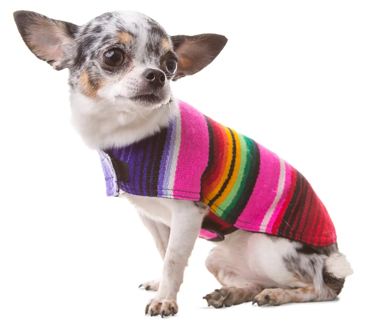 Baja Ponchos Handmade Dog Poncho XXS | Cinco De Mayo Chihuahua Costume from Authentic Mexican Blanket (Pink, XXS) - main product image