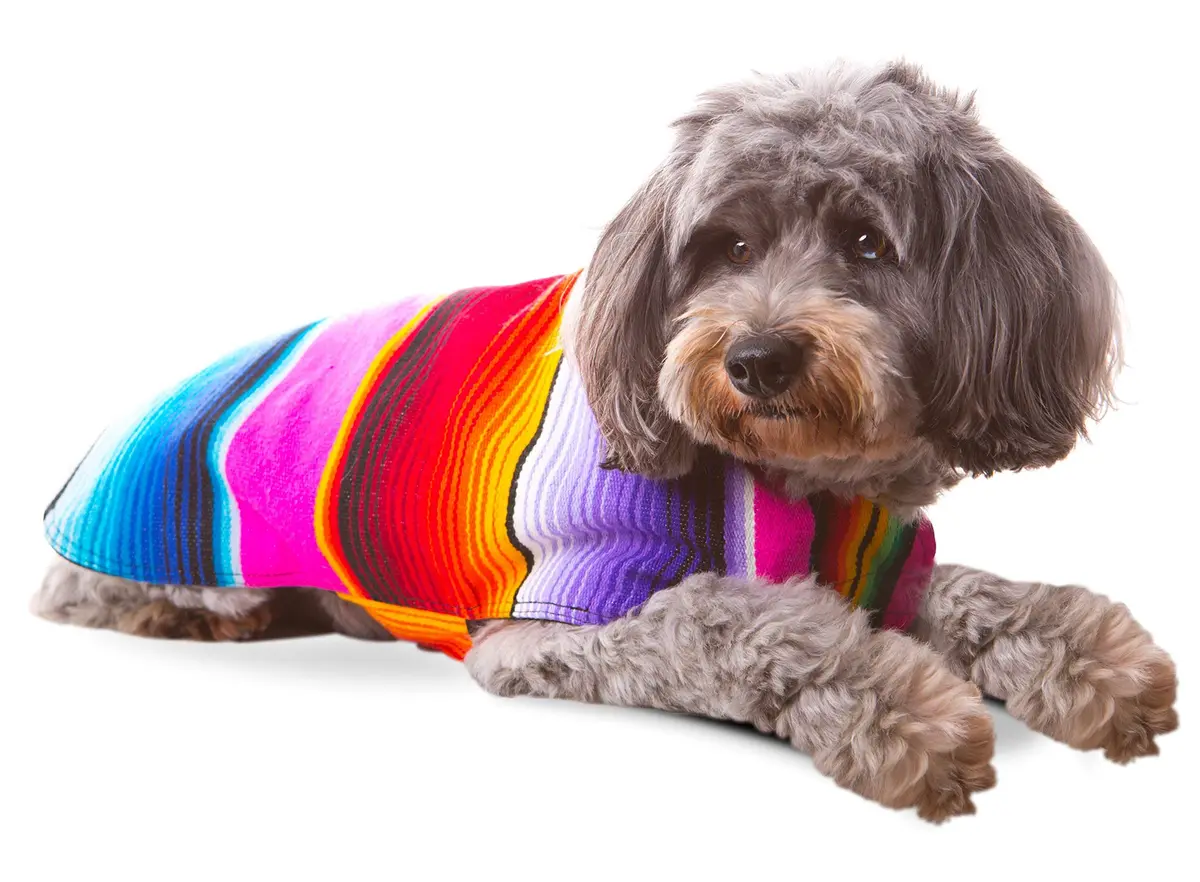 Baja Ponchos Handmade Dog Poncho XXS | Cinco De Mayo Chihuahua Costume from Authentic Mexican Blanket (Pink, XXS) - view 5