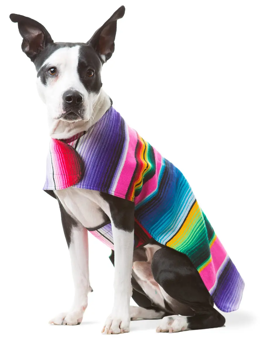 Baja Ponchos Handmade Dog Poncho XXS | Cinco De Mayo Chihuahua Costume from Authentic Mexican Blanket (Pink, XXS) - view 6