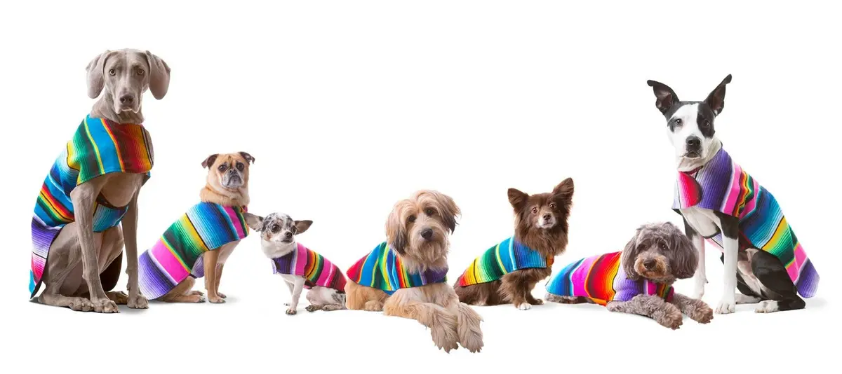 Baja Ponchos Handmade Dog Poncho XXS | Cinco De Mayo Chihuahua Costume from Authentic Mexican Blanket (Pink, XXS) - view 7