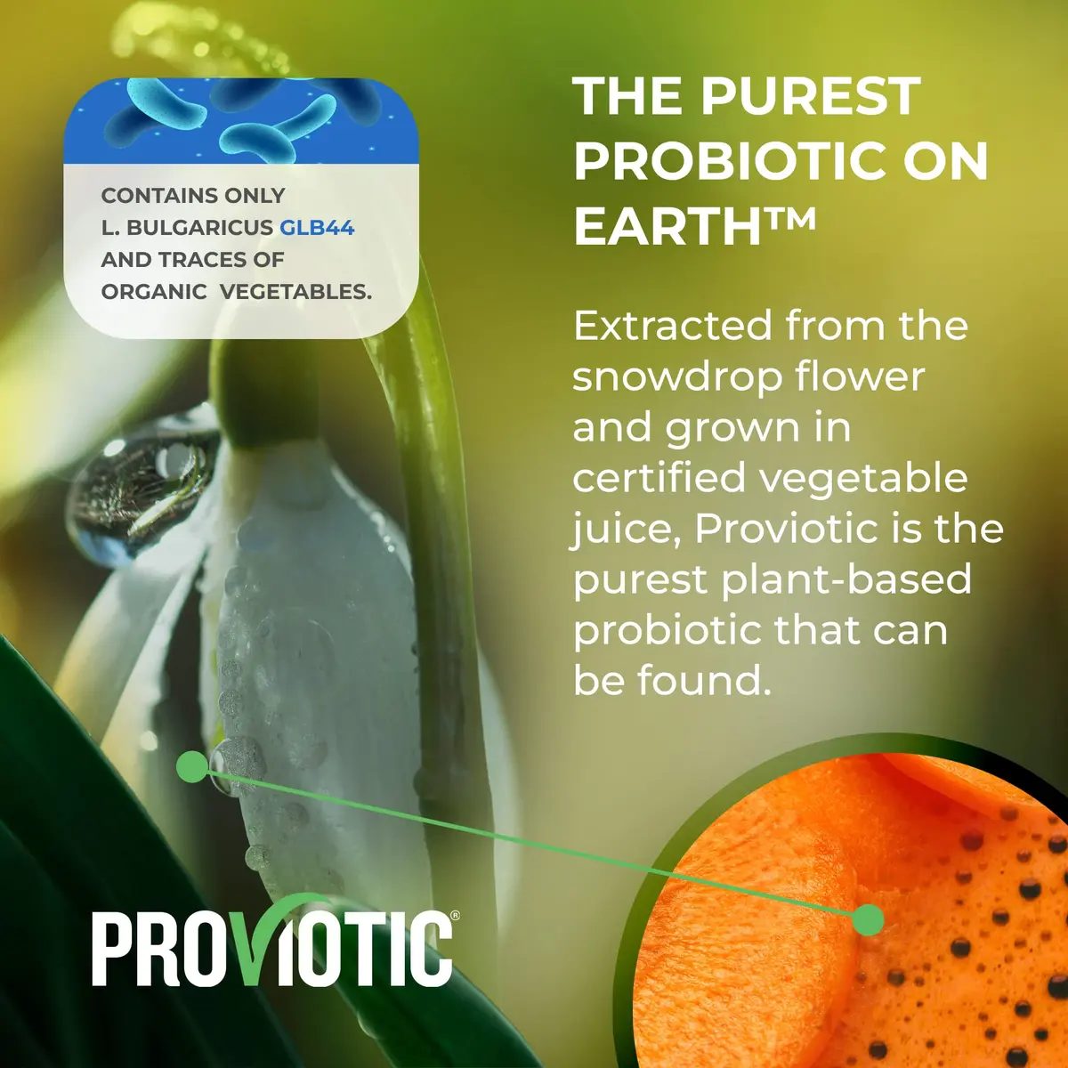 PROVIOTIC Vegan Probiotic Supplement 30 Count | Digestive & Immune Support in Vegan Capsule - view 7