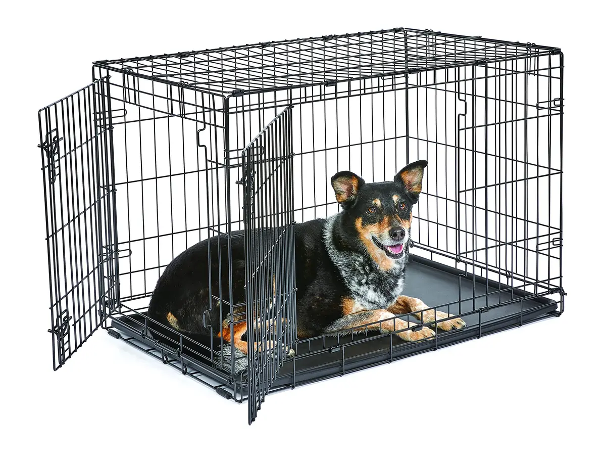 New World 36-Inch Double Door Dog Crate | 41-70 lbs, Durable Metal Wire, Rust-Resistant, Portable, Easy Setup - main product image