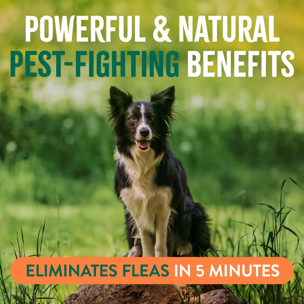 TropiClean Maximum Strength Flea Spray for Dogs & Home 16oz | Natural Flea & Tick Control - view 4