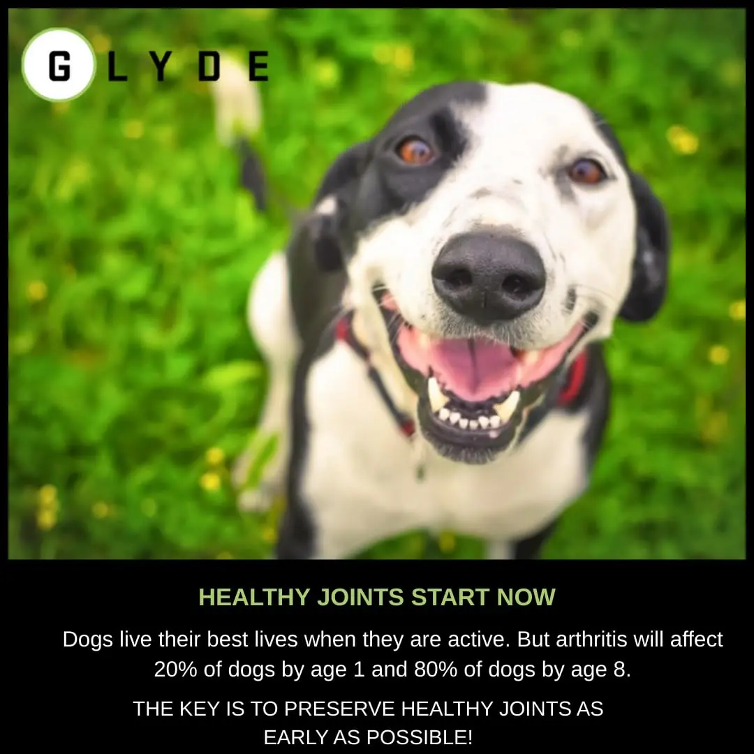 GLYDE Dog Hip & Joint Chews 60 Soft Treats | Supports Mobility & Cartilage - view 3