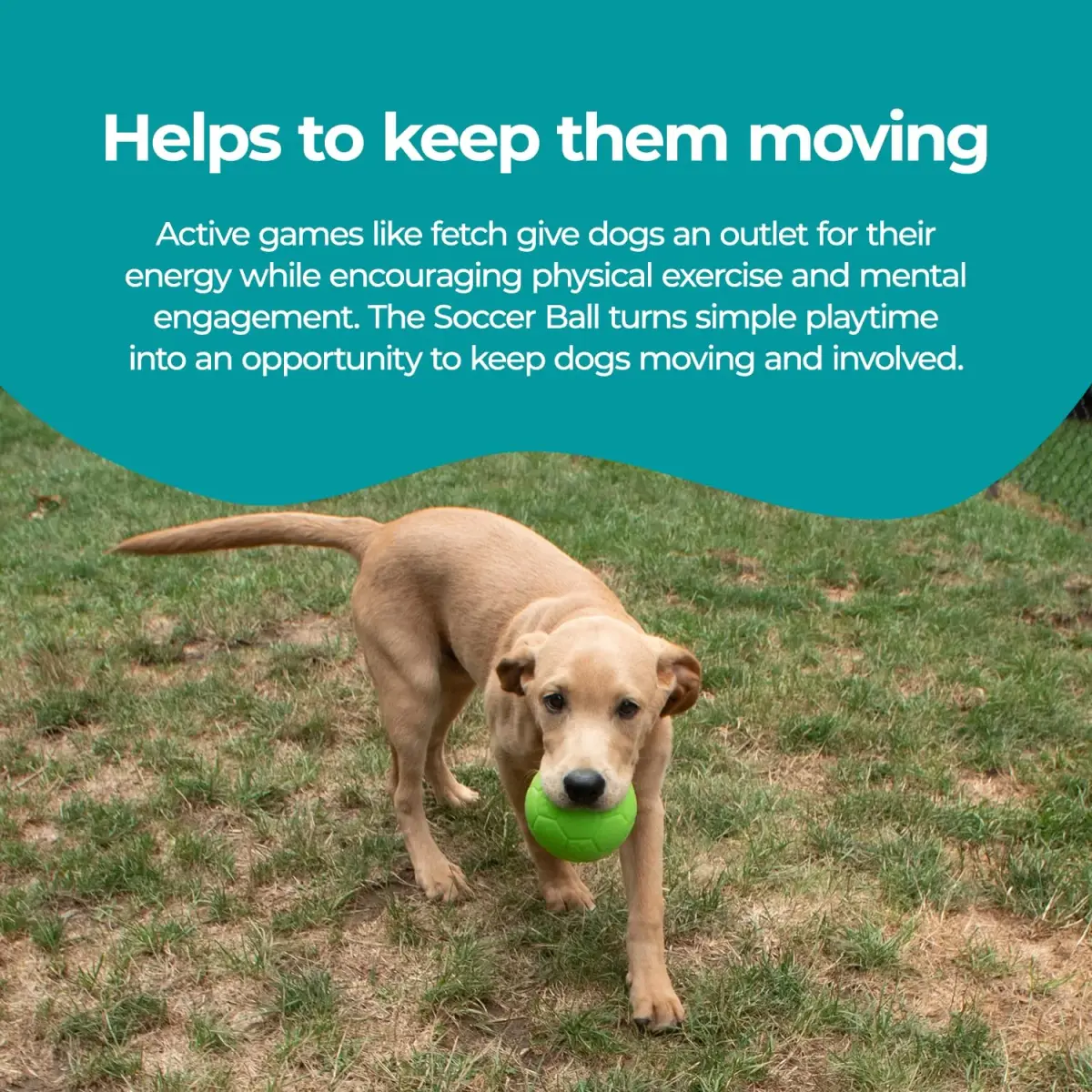 Jolly Pets Medium Soccer Ball Dog Toy 15.24 cm (6 inch) | Floating & Bouncing Fetch Ball for Dogs - view 4