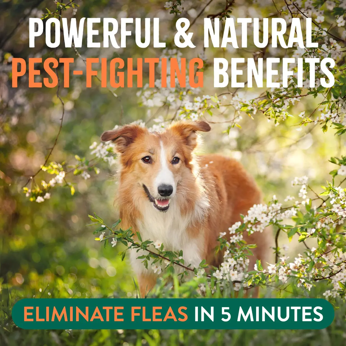 TropiClean Maximum Strength Flea Spray for Dogs & Home 16oz | Natural Flea & Tick Control — 32 Fl Oz / Home Spray - view 3