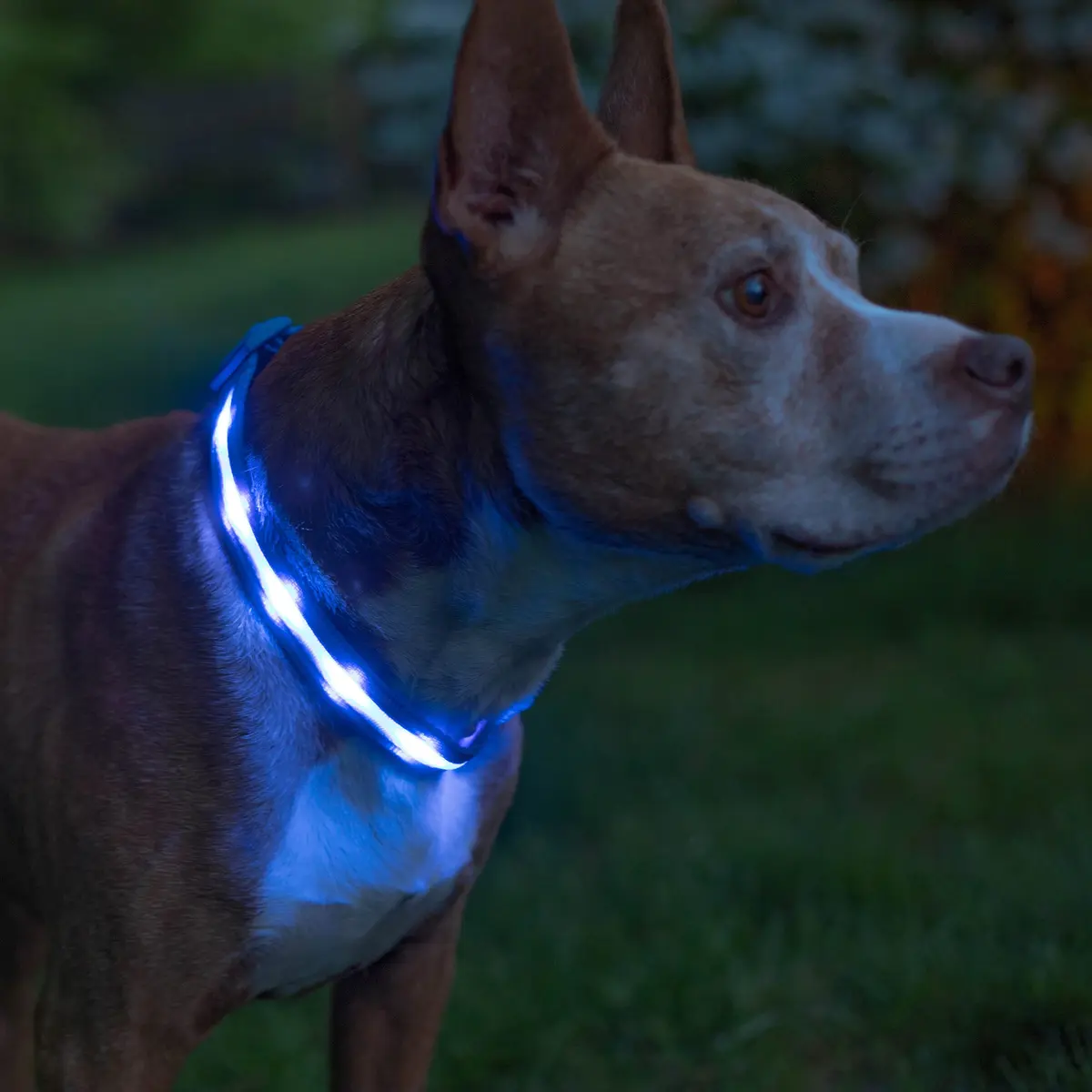 Blazin LED Dog Collar 1,000 Feet Visibility Waterproof USB Rechargeable | Bright & Safe Night Light for Small, Medium, Large Dogs - main product image