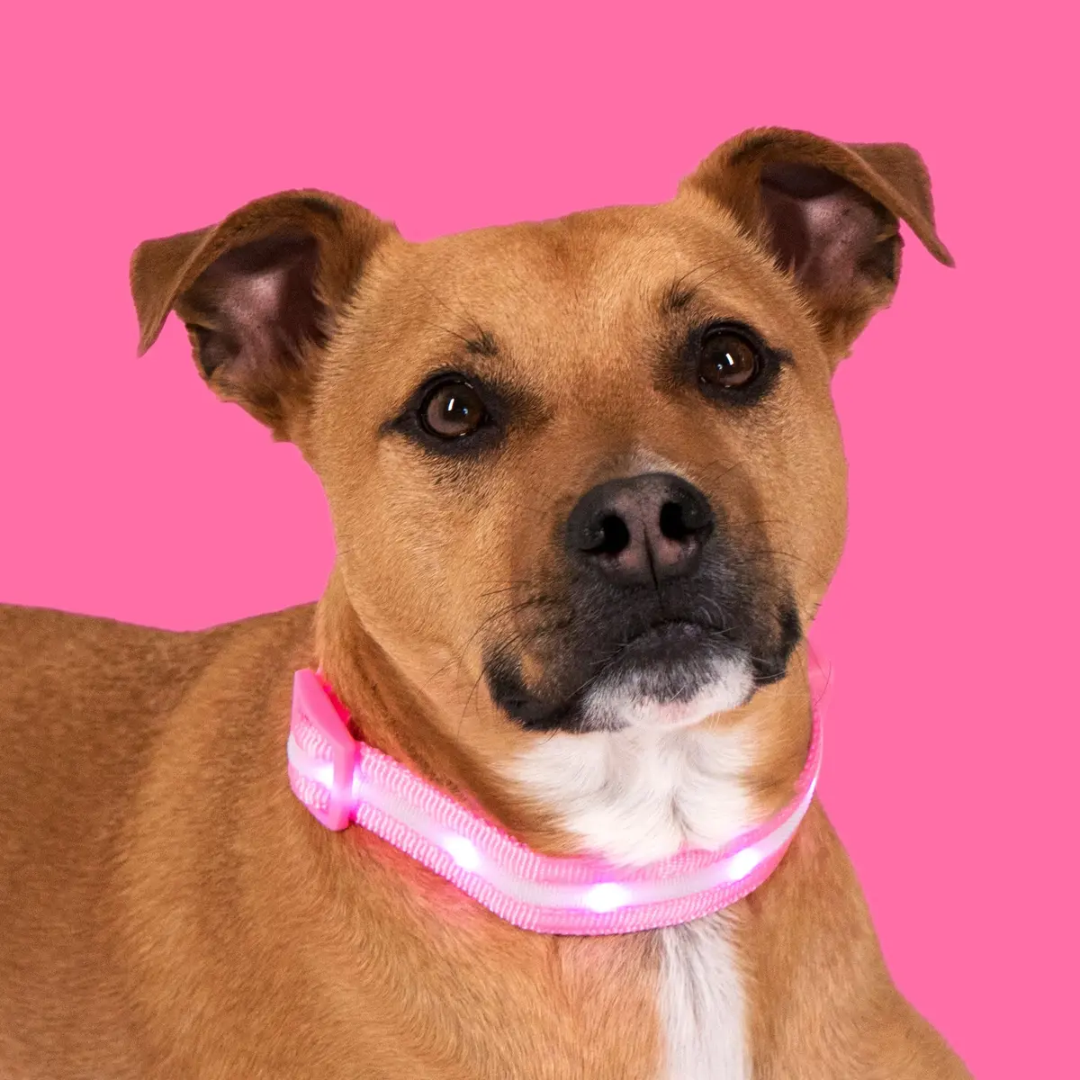 Blazin LED Dog Collar 1" Waterproof USB Rechargeable Safety Light for Small, Medium, Large Dogs - view 9