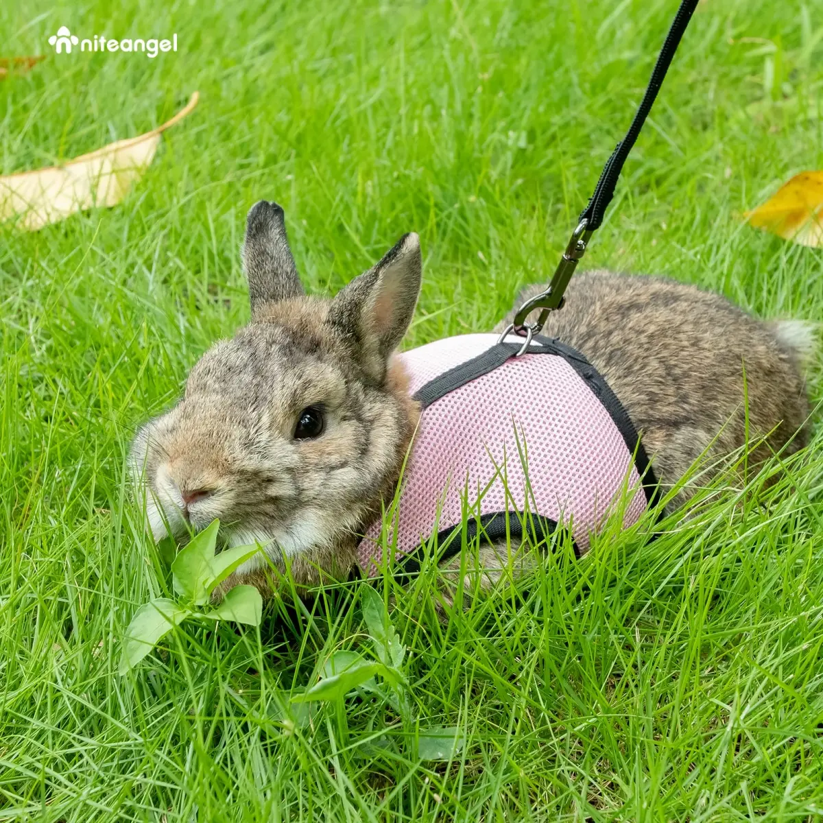 Niteangel Adjustable Soft Harness with Elastic Leash for Rabbits (L, Pink) | Escape-Proof Mesh Vest for Small Pets - view 5