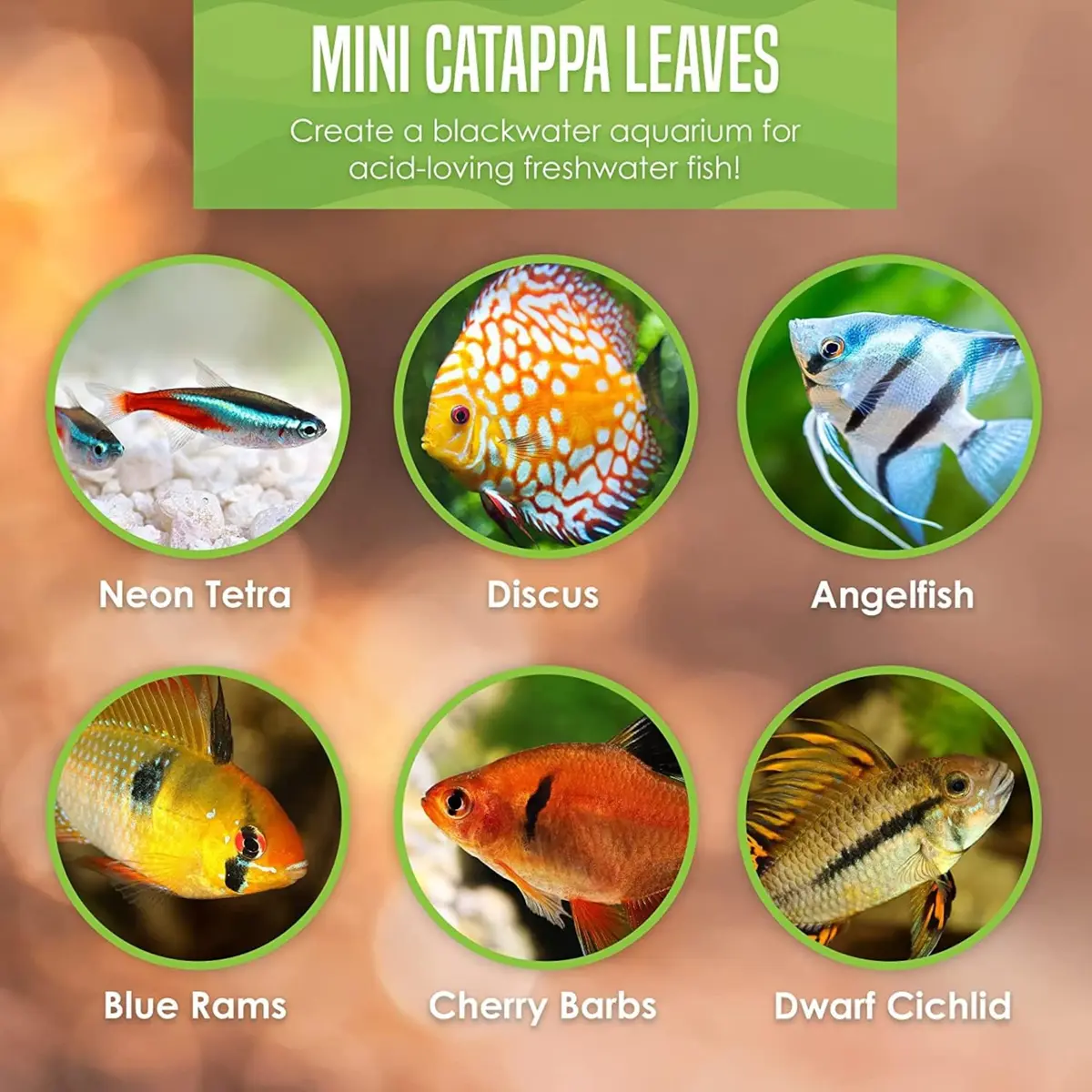 SunGrow 50 pcs Indian Almond Leaves (2" each) | Natural Betta Fish Tank Water Conditioner for Breeding, Shrimp, Goldfish & Frogs - view 8