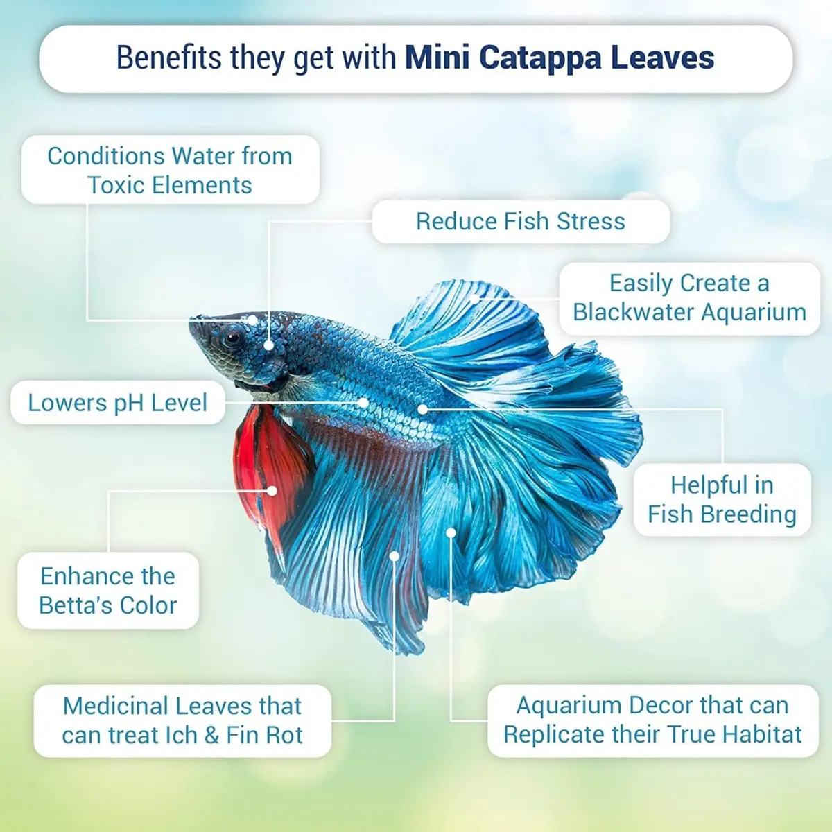 SunGrow 50 pcs Indian Almond Leaves (2" each) | Natural Betta Fish Tank Water Conditioner for Breeding, Shrimp, Goldfish & Frogs - view 2