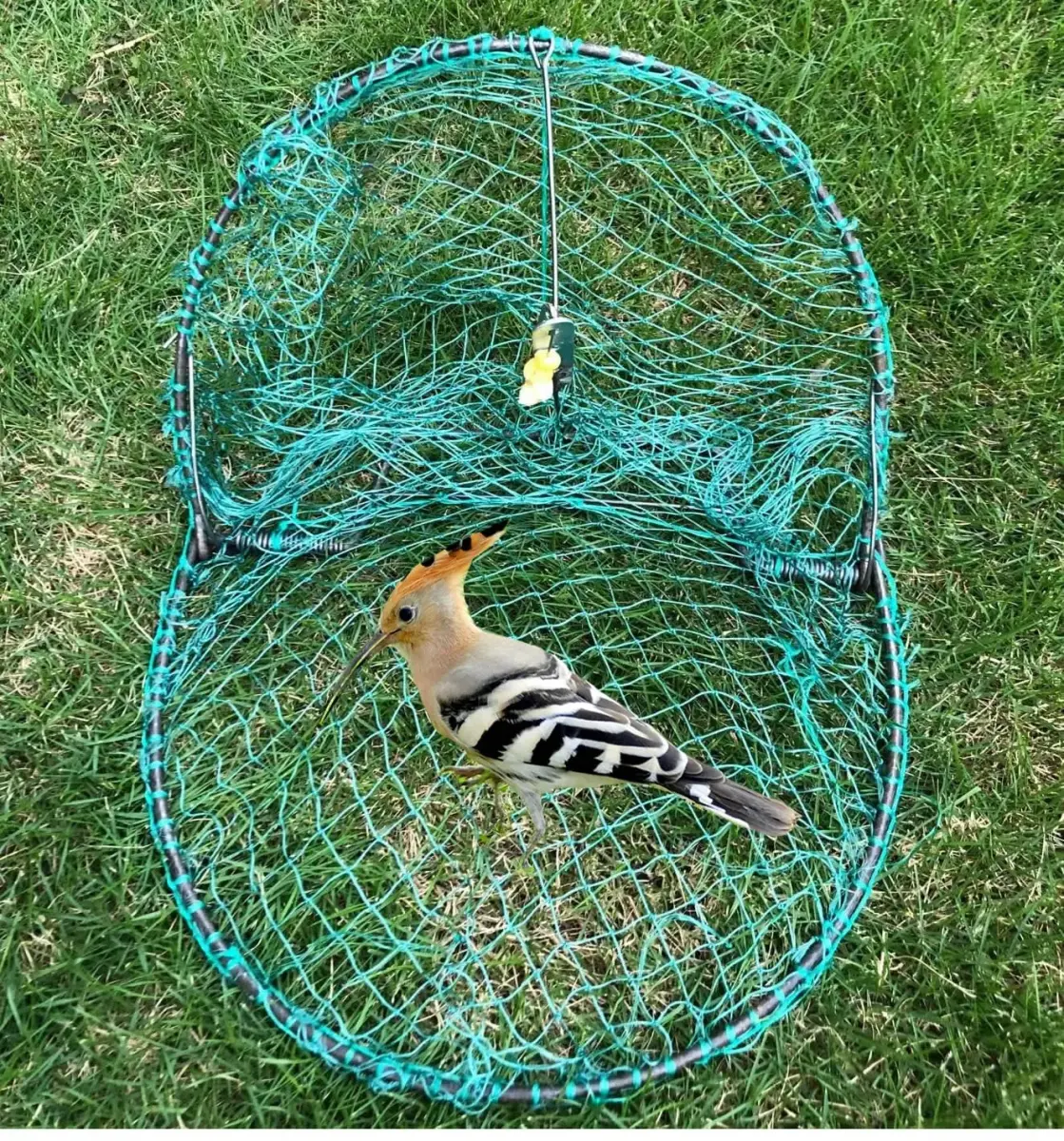 Alemon 12-inch Humane Bird Trap | Protects Crops, Catches Pigeons & Quail - view 6