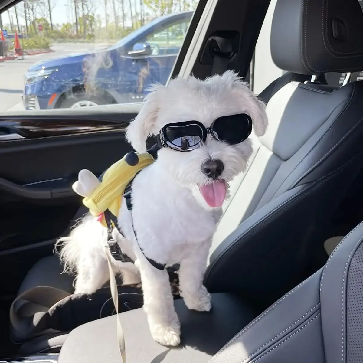 Enjoying Black Classic Dog Goggles for Small Breeds | UV Protection, Windproof, Adjustable Straps (5.9" L x 2" W x 1.7" H) - view 6