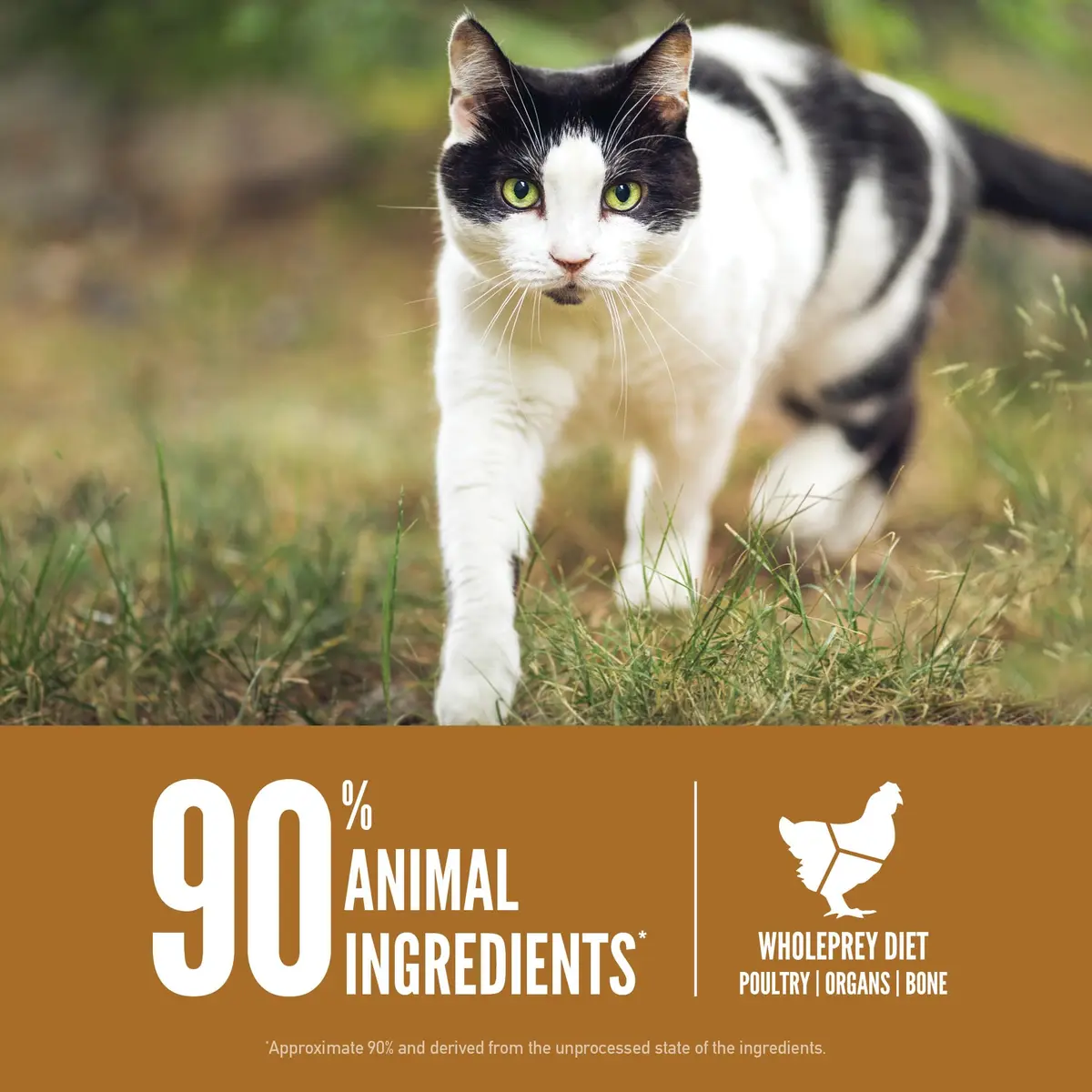 ORIJEN Grain Free WHOLEPREY Dry Cat Food 4lb | High Protein, Raw Flavor, Supports Digestion & Coat - view 5