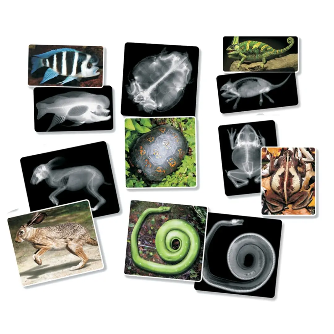 Roylco Animal X-Rays Science Set – 28 Pieces, 14 Authentic X-Rays & Matching Photo Cards, 8" x 10" | Animal Anatomy & Radiology Learning - view 5